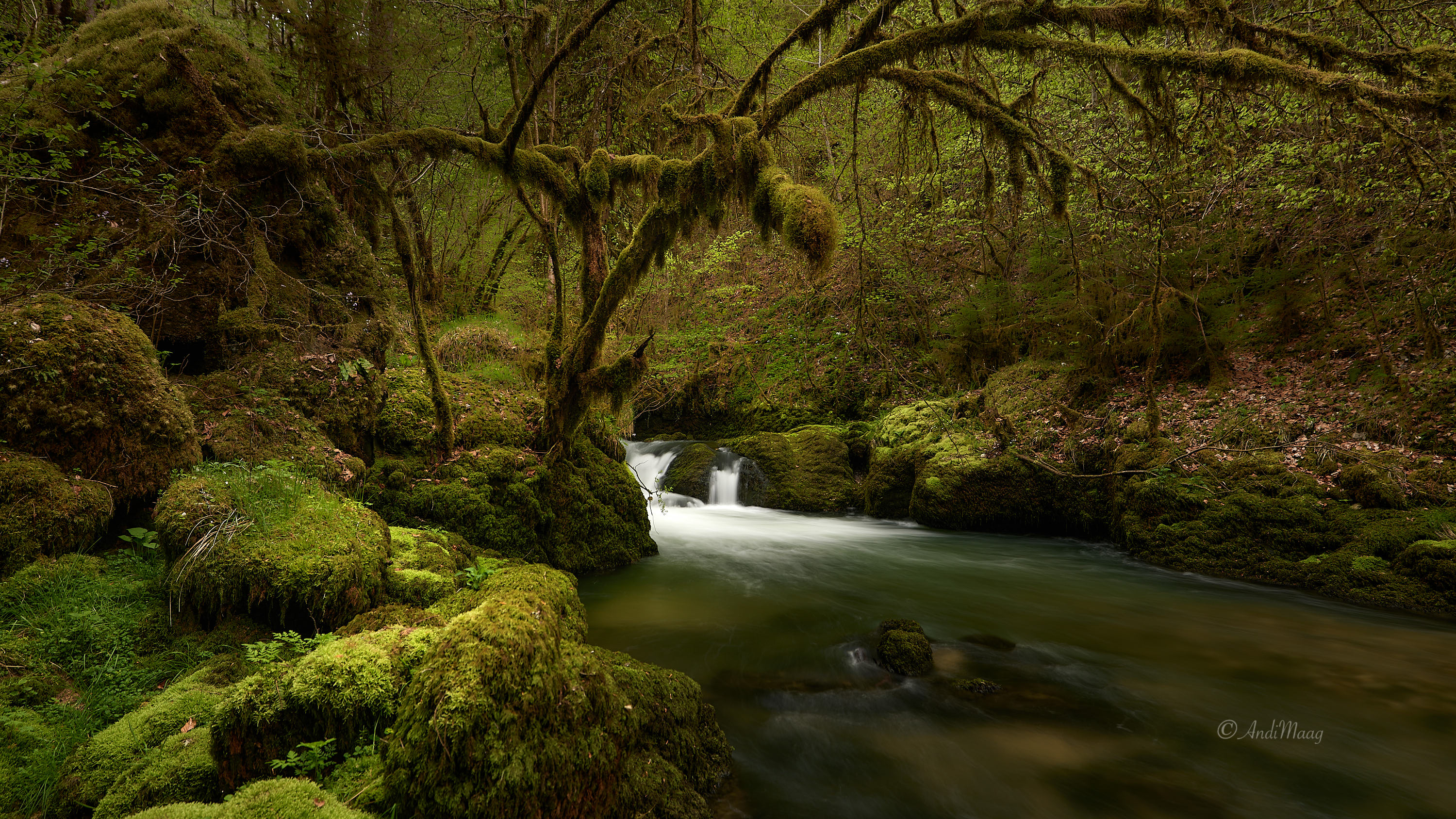  Parc de Notre-Dame  France 