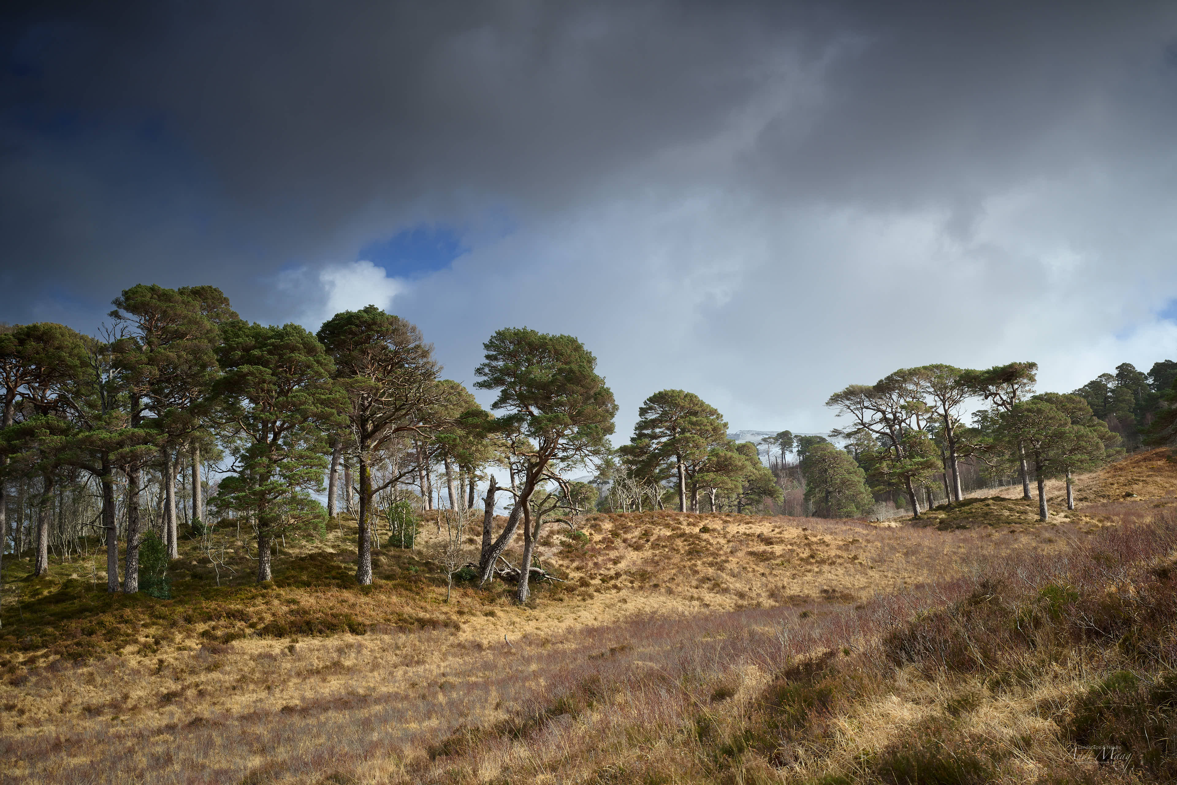  Scotland 